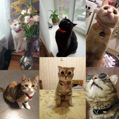 Katthalsband med Bjällra