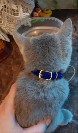 Katthalsband med Bjällra