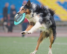 Interaktiv Hundskål & Lekskiva